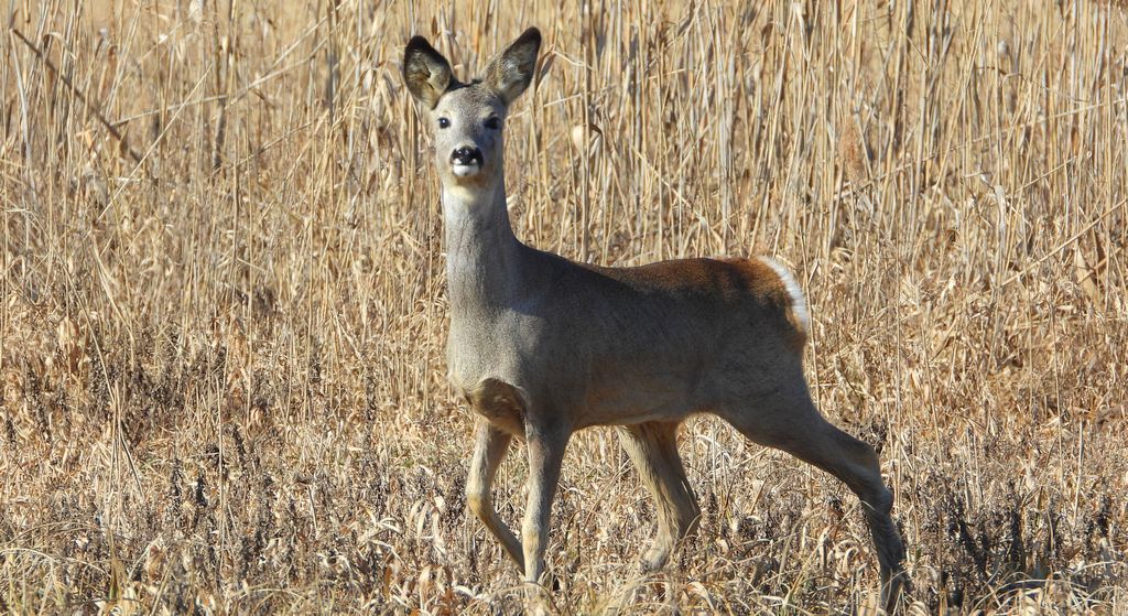 Sarna europejska, sarna (Capreolus capreolus)