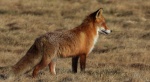 Lis rudy, lis pospolity, lis (Vulpes vulpes)