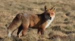 Lis rudy, lis pospolity, lis (Vulpes vulpes)