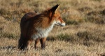 Lis rudy, lis pospolity, lis (Vulpes vulpes)