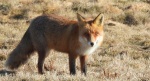 Lis rudy, lis pospolity, lis (Vulpes vulpes)