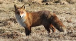 Lis rudy, lis pospolity, lis (Vulpes vulpes)