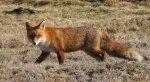 Lis rudy, lis pospolity, lis (Vulpes vulpes)