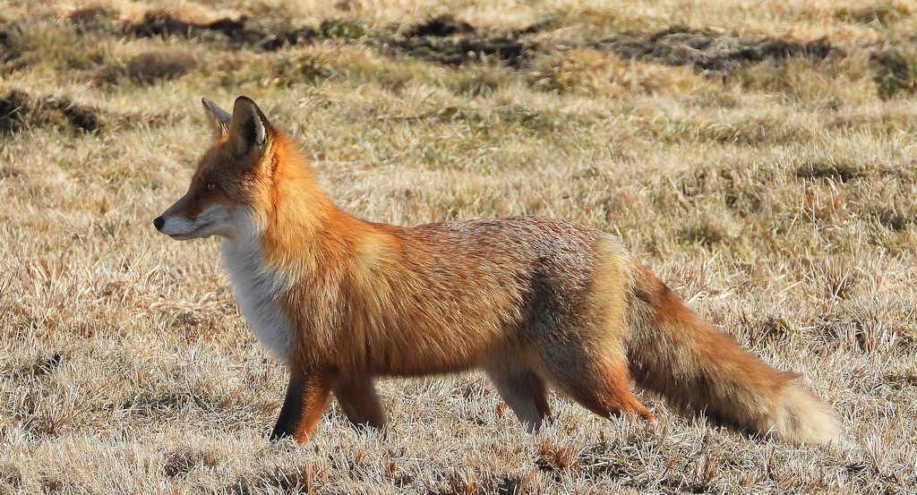 Lis rudy, lis pospolity, lis (Vulpes vulpes)