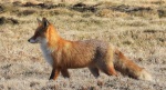 Lis rudy, lis pospolity, lis (Vulpes vulpes)