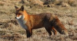 Lis rudy, lis pospolity, lis (Vulpes vulpes)