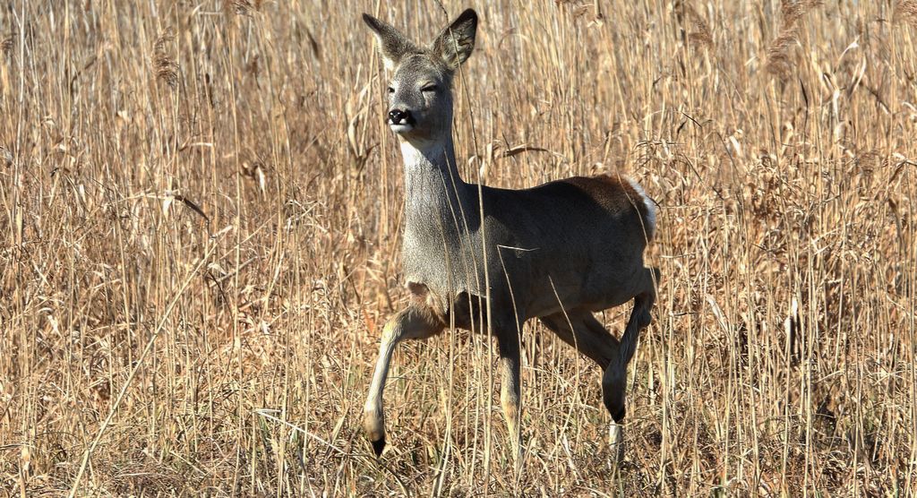 Sarna europejska, sarna (Capreolus capreolus)