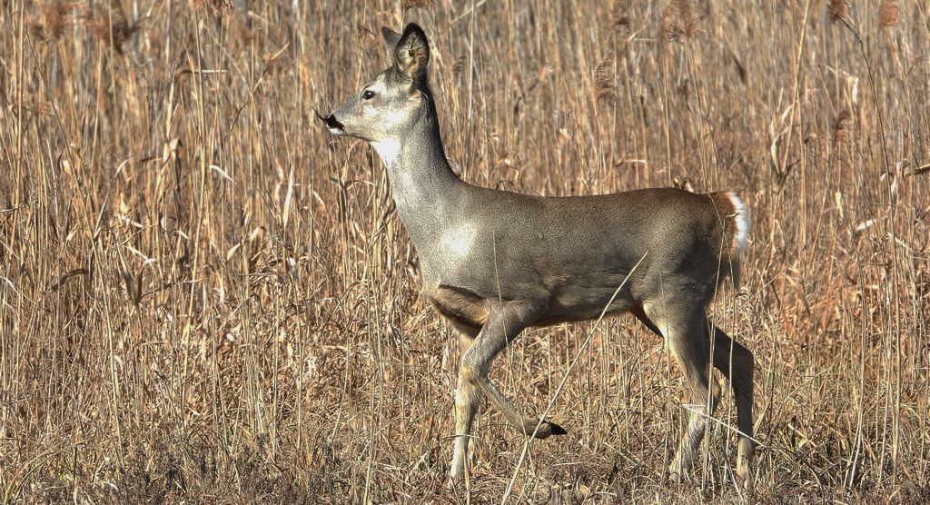 Sarna europejska, sarna (Capreolus capreolus)