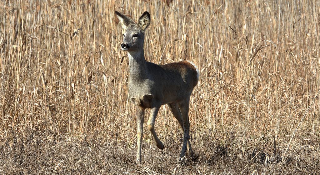 Sarna europejska, sarna (Capreolus capreolus)