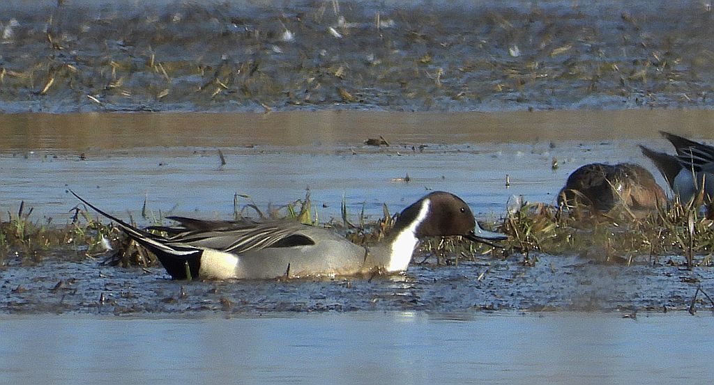 Rożeniec zwyczajny, różeniec (Anas acuta)