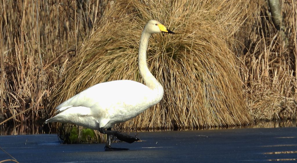Łabędź krzykliwy (Cygnus cygnus)