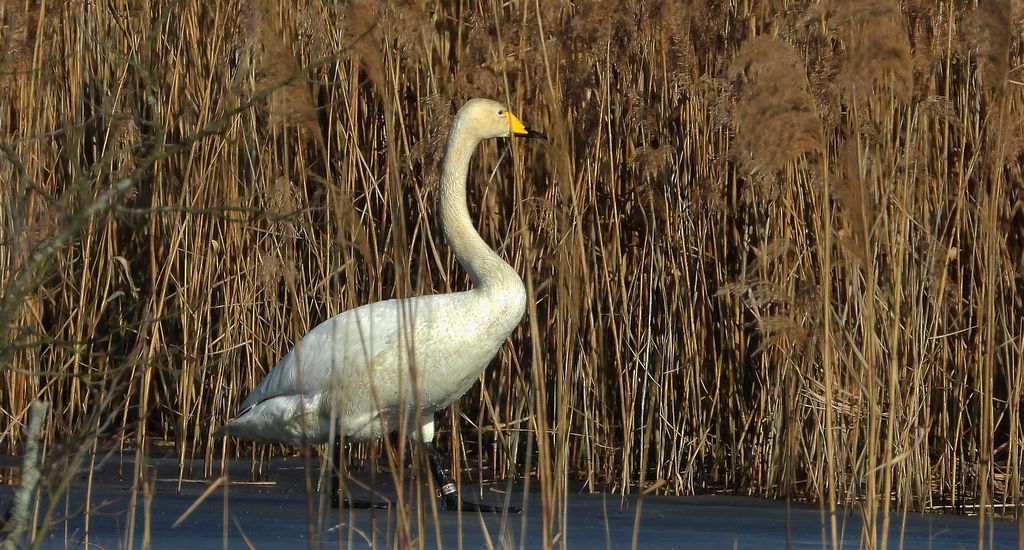 Łabędź krzykliwy (Cygnus cygnus)