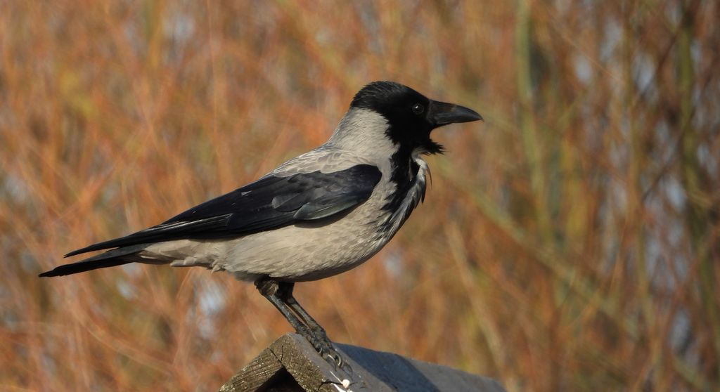 Wrona zwyczajna, wrona siwa, wrona (Corvus corone)