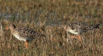 Batalion, bojownik batalion, bojownik zmienny, biegus bojownik, bojownik odmienny (Calidris pugnax)
