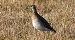 Batalion, bojownik batalion, bojownik zmienny, biegus bojownik, bojownik odmienny (Calidris pugnax)