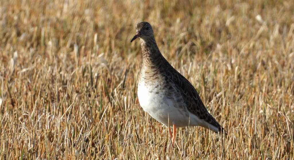 Batalion, bojownik batalion, bojownik zmienny, biegus bojownik, bojownik odmienny (Calidris pugnax)