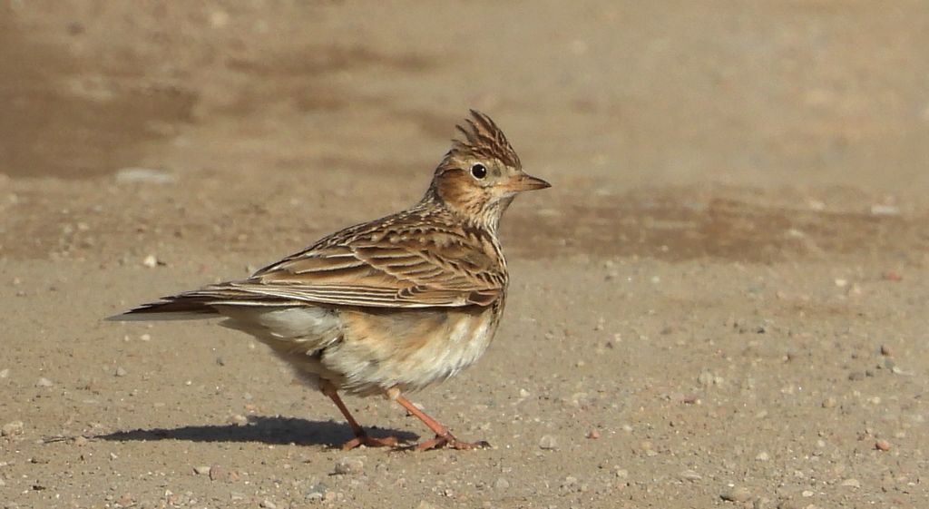 Skowronek, skowronek polny, rolak (Alauda arvensis)
