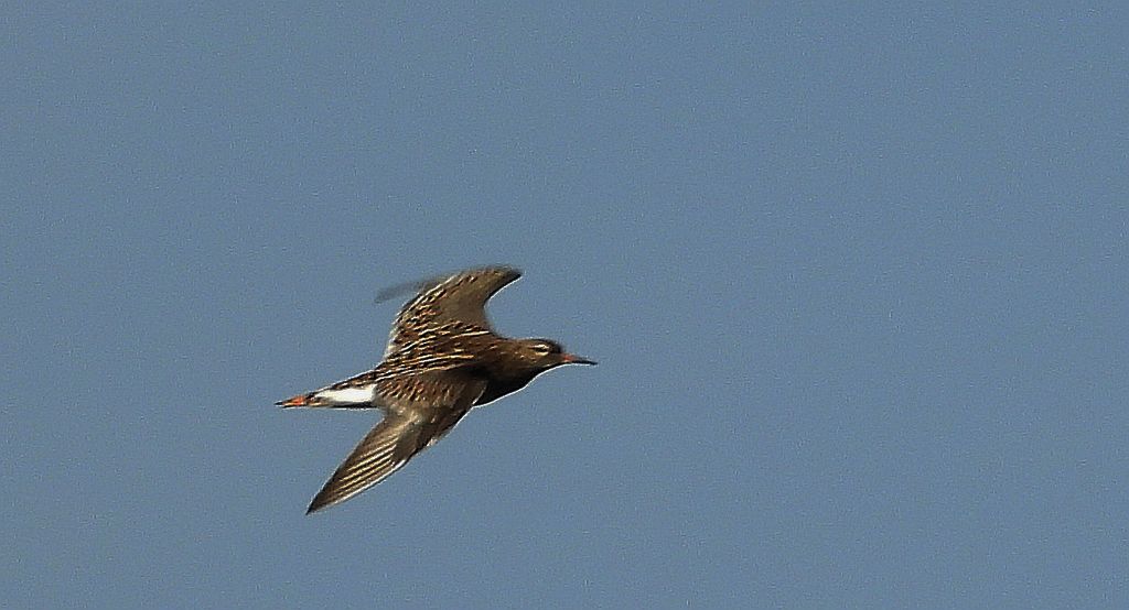 Batalion, bojownik batalion, bojownik zmienny, biegus bojownik, bojownik odmienny (Calidris pugnax)