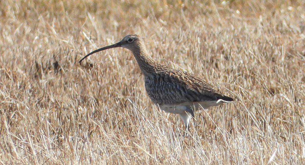 Kulik wielki (Numenius arquata)