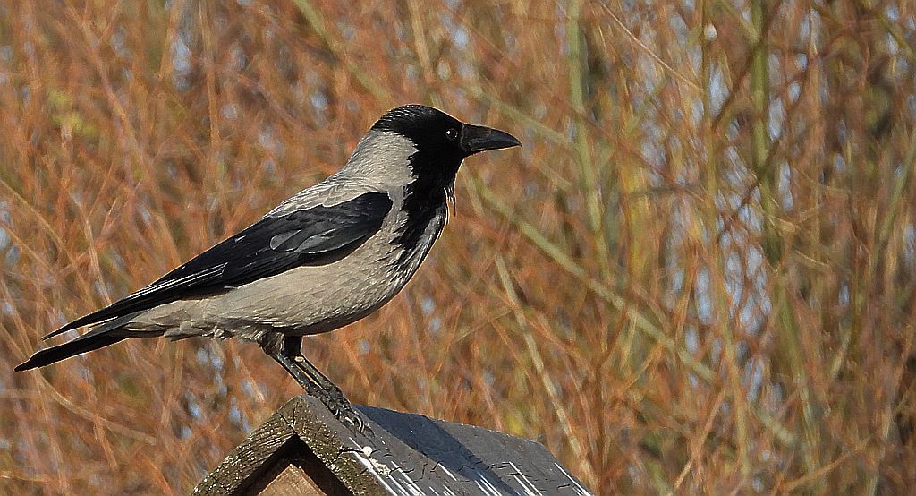 Wrona zwyczajna, wrona siwa, wrona (Corvus corone)