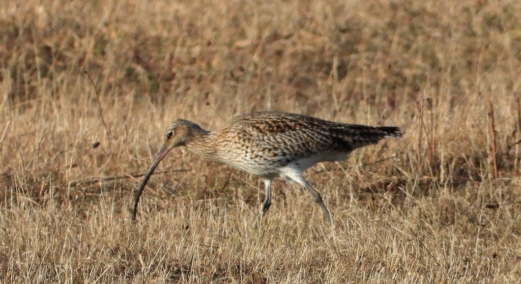 Kulik wielki (Numenius arquata)