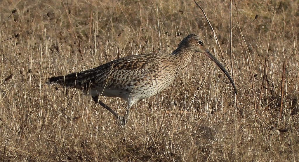 Kulik wielki (Numenius arquata)