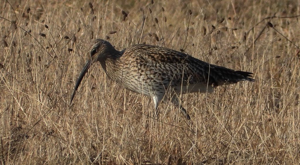 Kulik wielki (Numenius arquata)