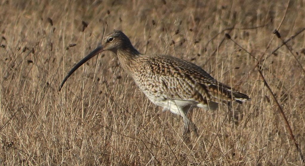 Kulik wielki (Numenius arquata)