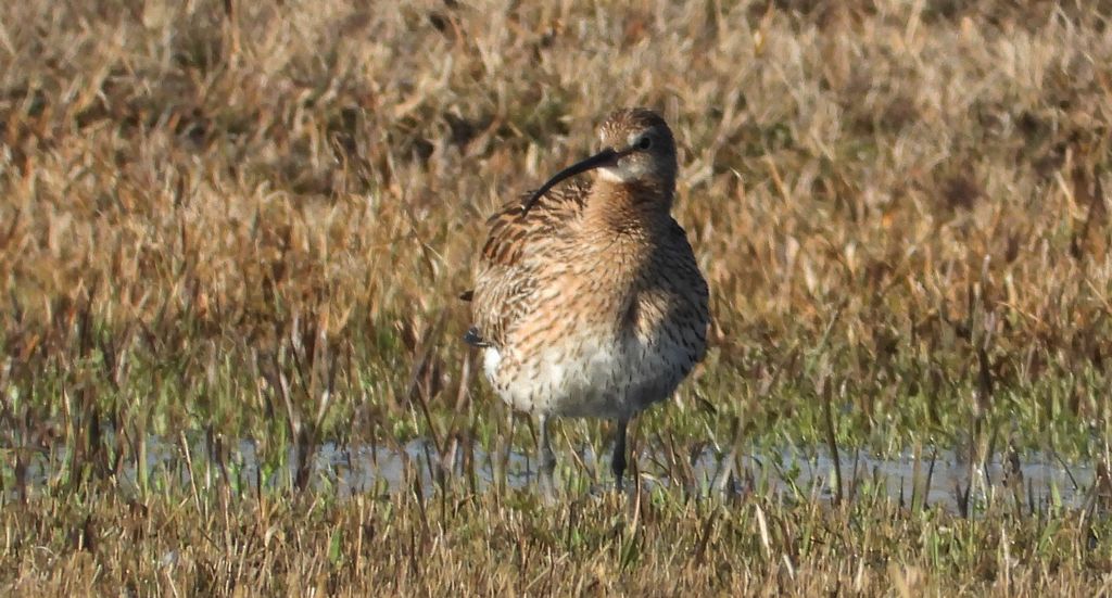 Kulik wielki (Numenius arquata)