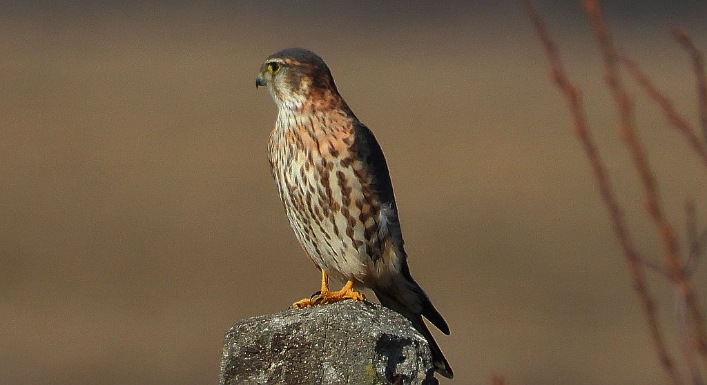 Drzemlik, sokół drzemlik, sokół królik (Falco columbarius)