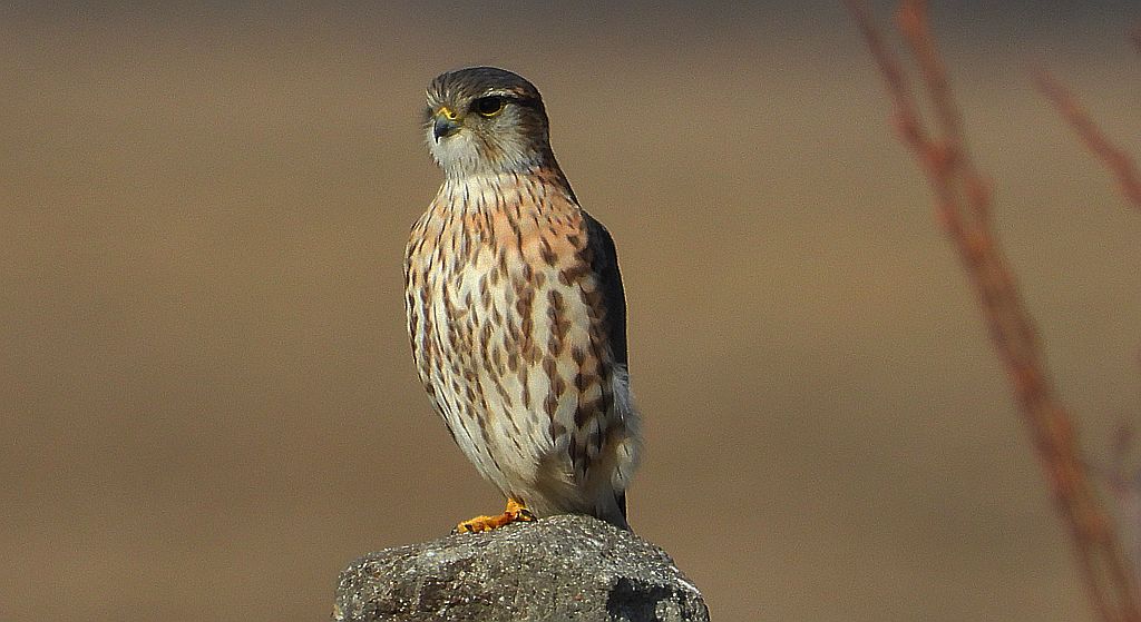 Drzemlik, sokół drzemlik, sokół królik (Falco columbarius)