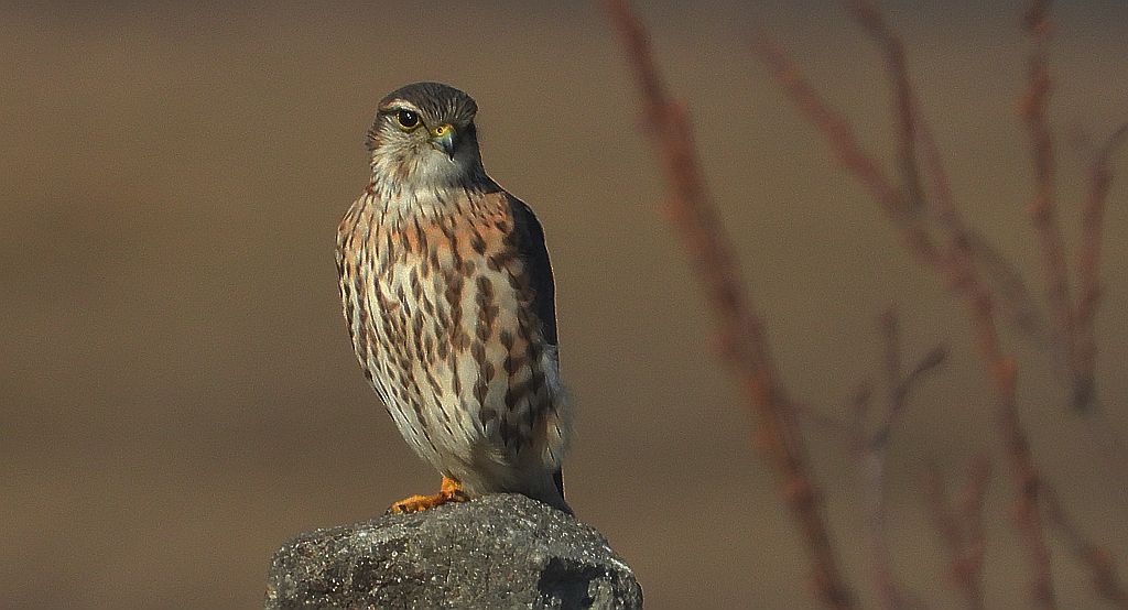 Drzemlik, sokół drzemlik, sokół królik (Falco columbarius)