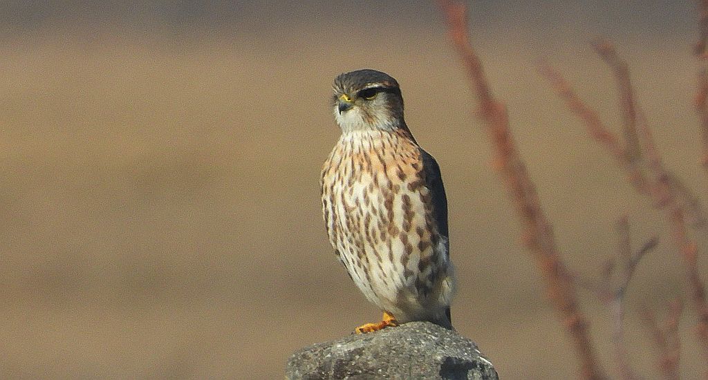 Drzemlik, sokół drzemlik, sokół królik (Falco columbarius)
