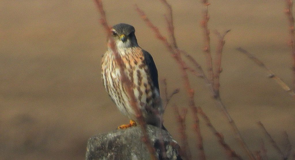 Drzemlik, sokół drzemlik, sokół królik (Falco columbarius)