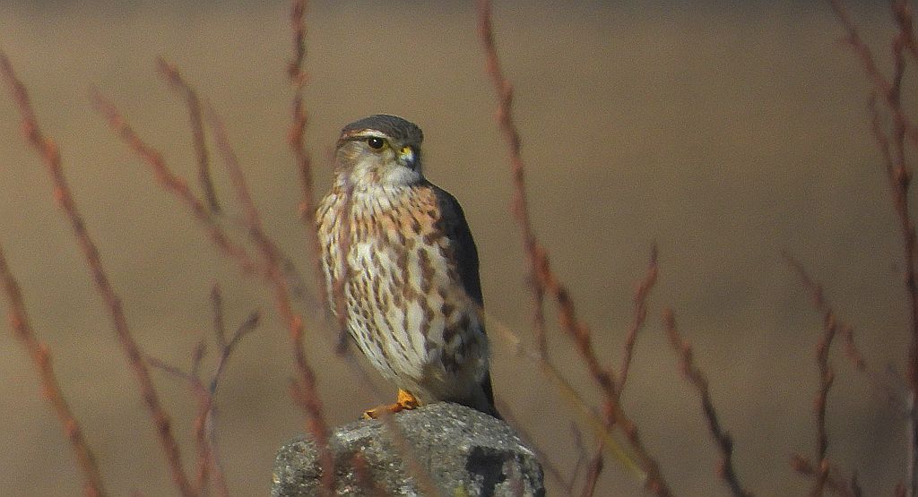 Drzemlik, sokół drzemlik, sokół królik (Falco columbarius)