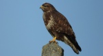 Myszołów zwyczajny, myszołów (Buteo buteo)