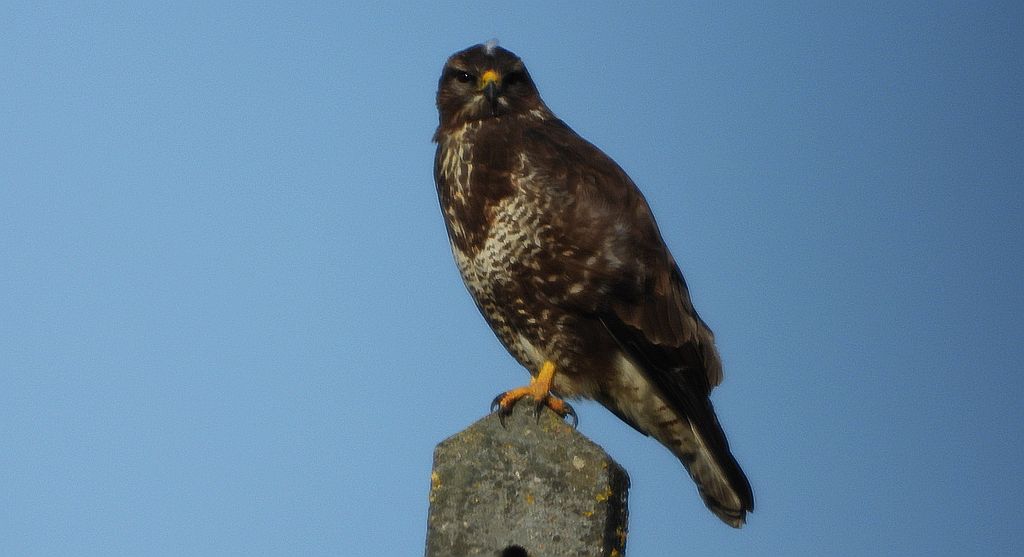 Myszołów zwyczajny, myszołów (Buteo buteo)