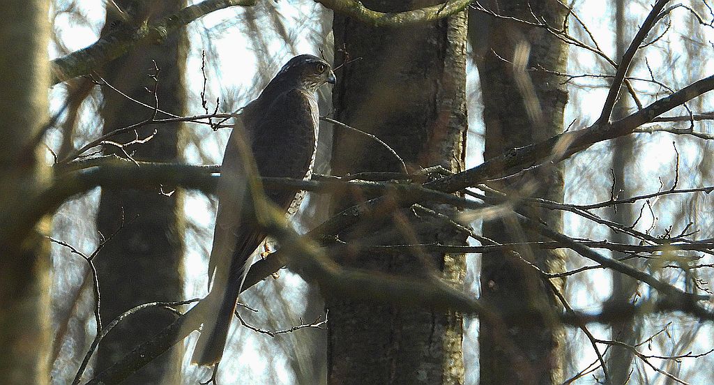 Krogulec zwyczajny, krogulec, jastrząb wróblarz (Accipiter nisus)