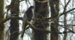 Krogulec zwyczajny, krogulec, jastrząb wróblarz (Accipiter nisus)