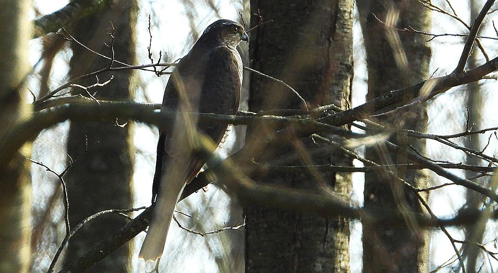 Krogulec zwyczajny, krogulec, jastrząb wróblarz (Accipiter nisus)