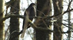 Krogulec zwyczajny, krogulec, jastrząb wróblarz (Accipiter nisus)