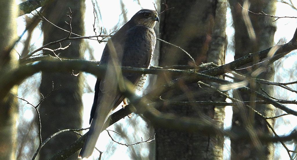 Krogulec zwyczajny, krogulec, jastrząb wróblarz (Accipiter nisus)