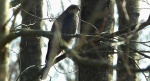 Krogulec zwyczajny, krogulec, jastrząb wróblarz (Accipiter nisus)