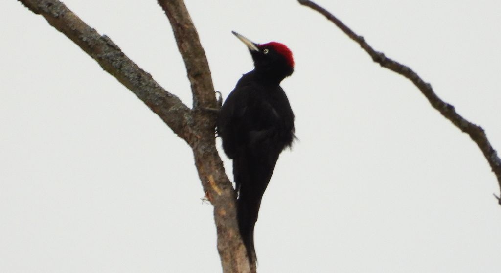Dzięcioł czarny (Dryocopus martius)
