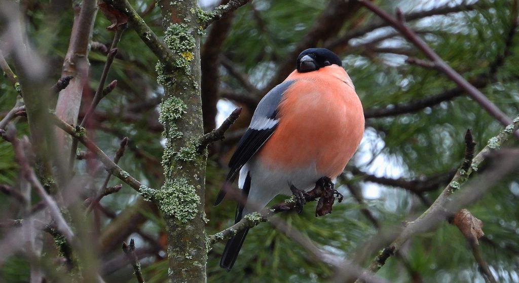 Gil zwyczajny, gil (Pyrrhula pyrrhula)