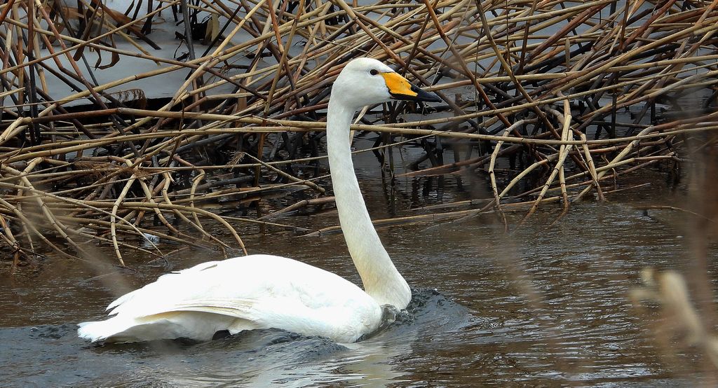Łabędź krzykliwy (Cygnus cygnus)