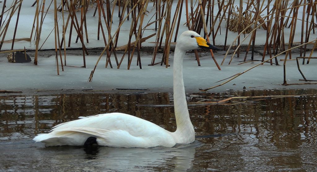 Łabędź krzykliwy (Cygnus cygnus)