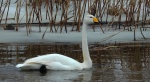 Łabędź krzykliwy (Cygnus cygnus)