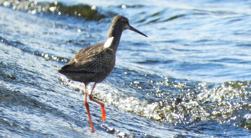 Brodziec śniady (Tringa erythropus)