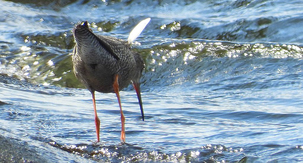 Brodziec śniady (Tringa erythropus)